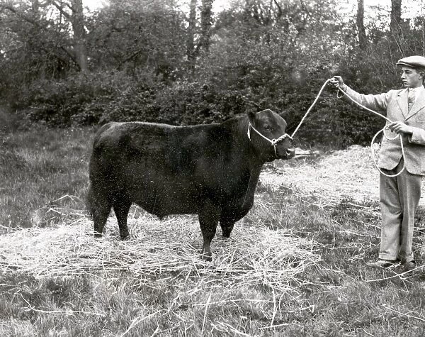 First Prize & Champion, Loxwood Show - 1939