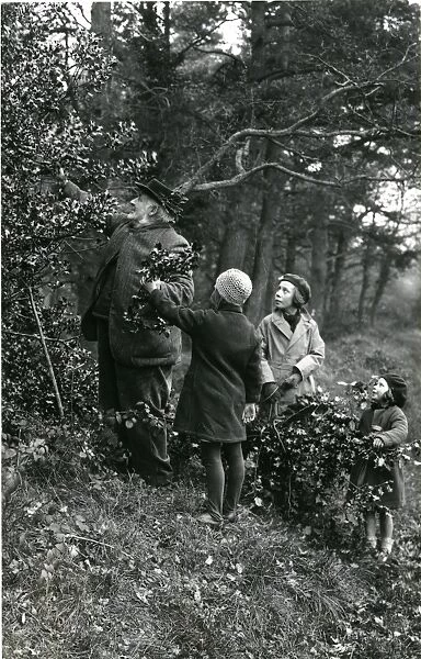 Gathering holly at Upperton, Sussex, December 1935