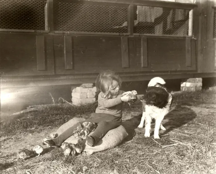 Framed Print : Girl with chicks and dog on West Chiltington poultry farm, Sussex Framed Print : Girl with chicks and dog on West Chiltington poultry farm, Sussex