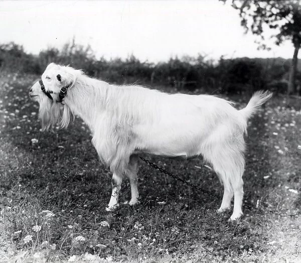 Goat - July 1945