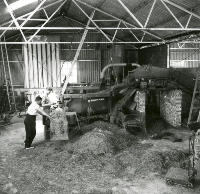 Framed Print : Grass Drying at Billingshurst - about March 1948 Framed Print : Grass Drying at Billingshurst - about March 1948