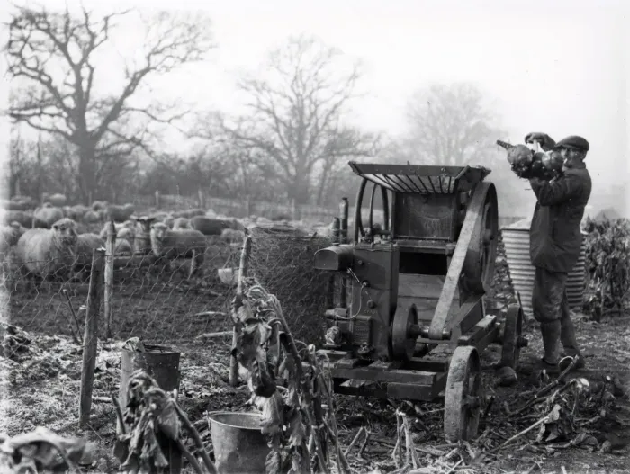 Framed Print : Grinding roots for sheep with small engine, January 1935 Framed Print : Grinding roots for sheep with small engine, January 1935