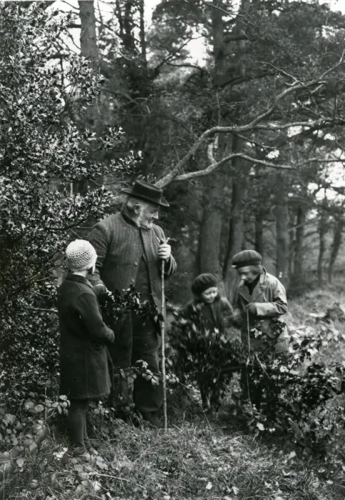 Framed Print : Group gathering holly at Upperton, Sussex, December 1935 Framed Print : Group gathering holly at Upperton, Sussex, December 1935