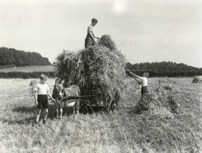 Framed Print : Harvest Helpers - September 1944 Framed Print : Harvest Helpers - September 1944