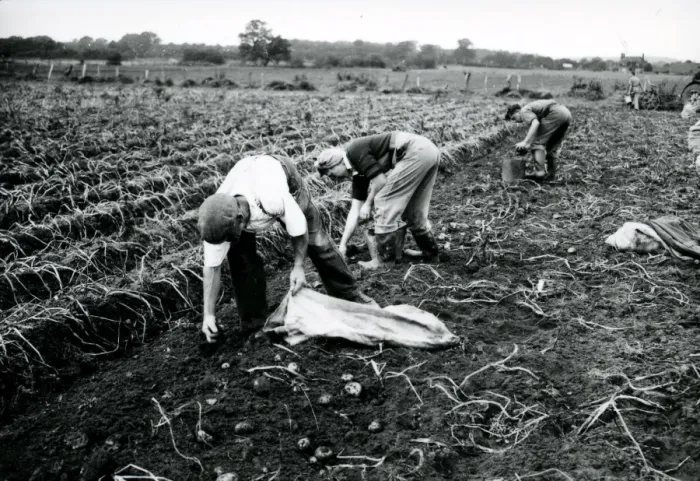 Framed Print : Harvesting the potato crop at Bridgelands Farm, Iping, near Midhurst Framed Print : Harvesting the potato crop at Bridgelands Farm, Iping, near Midhurst
