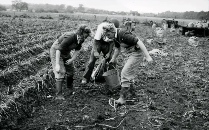 Framed Print : Harvesting the potato crop at Bridgelands Farm, Iping, near Midhurst Framed Print : Harvesting the potato crop at Bridgelands Farm, Iping, near Midhurst