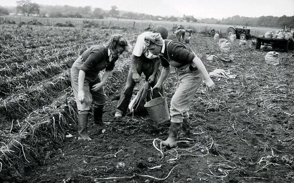 Harvesting the potato crop at Bridgelands Farm, Iping, near Midhurst