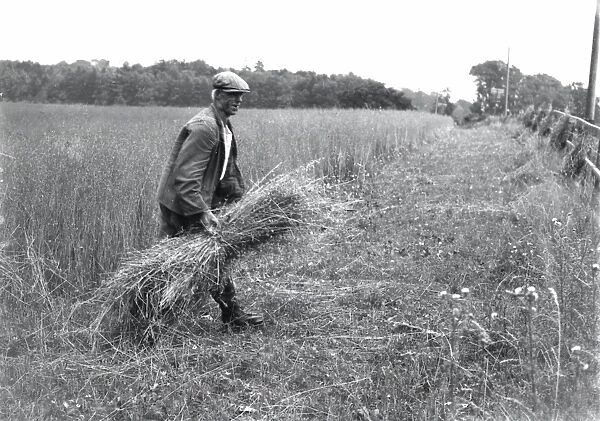 Harvesting at Stopham - 1939