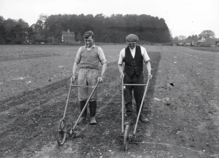 Framed Print : Hoeing at Burton - about 1939 Framed Print : Hoeing at Burton - about 1939