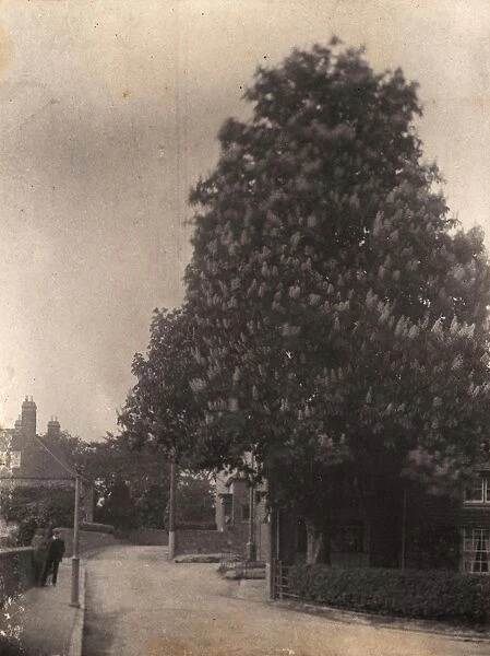 Horse Chestnut Tree at Ditchling, 1906