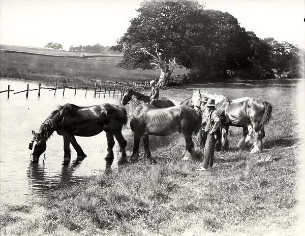 Horses drinking at pond, 1932