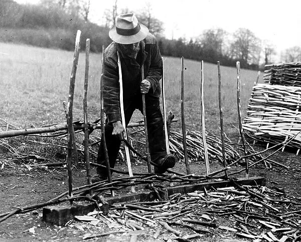 Hurdle Making, April 1925