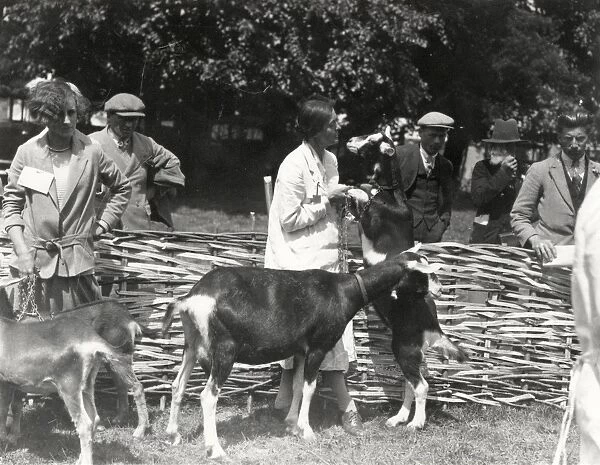 Judging a goat class at Sussex County Show at Horsham, 20 June 1928