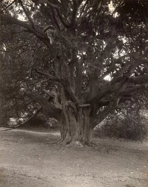 Kingley Vale, 1910. A yew tree. Photographic Collection, West Sussex Record Office, Ref