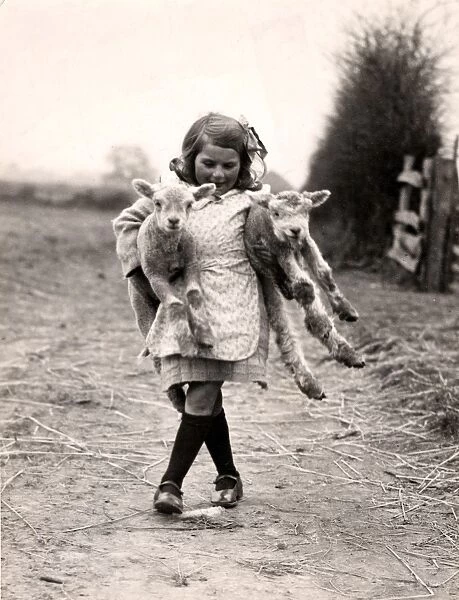 Lambs at Hoes Farm, Petworth, 1932