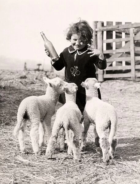 Lambs at Key Fox, March 1933
