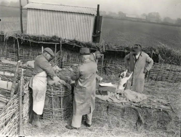 Framed Print : Lambs being trademarked at Home Farm, Lidsey. March 1938 Framed Print : Lambs being trademarked at Home Farm, Lidsey. March 1938