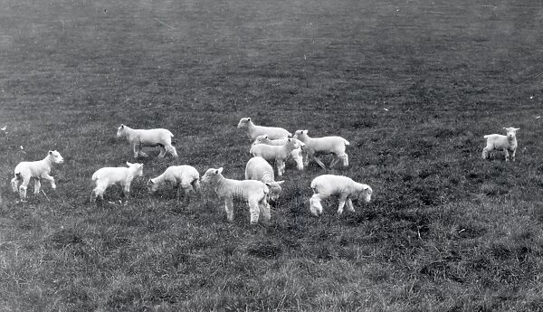 Lambs at Woolbeding - 1939