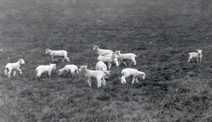 Framed Print : Lambs at Woolbeding - 1939 Framed Print : Lambs at Woolbeding - 1939