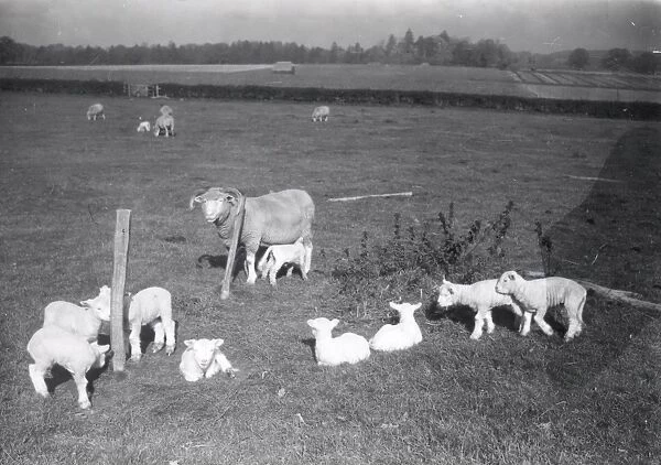 Lambs at Woolbeding - 1940