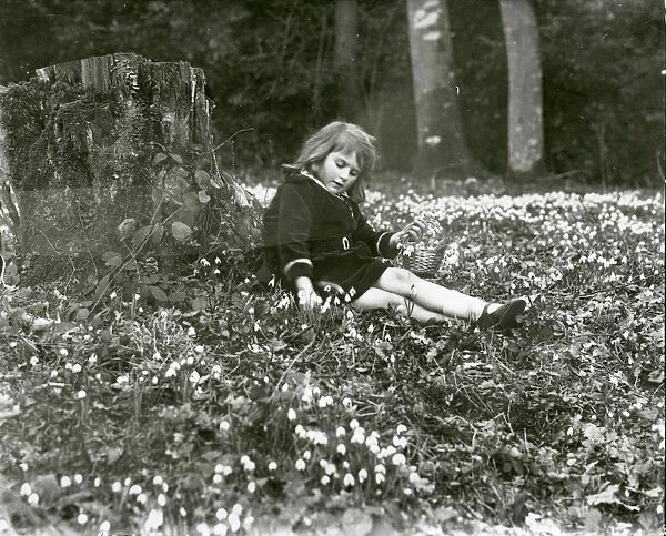 Little girl picking snowdrops in a wood, 1931