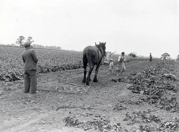 Littlehampton Agricultural Picture - about 1938