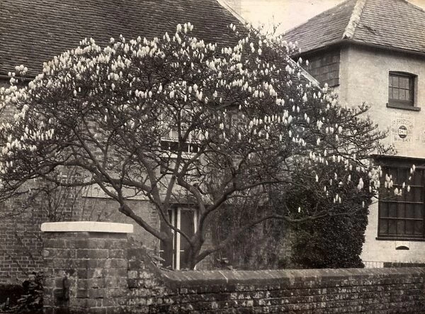 Magnolia tree in Walberton, 1902