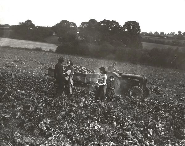 Mangold pulling at Barlavington, October 1939
