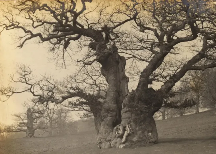 Framed Print : Midhurst: Queen Elizabeths Oak in Cowdray Park, 1907 Framed Print : Midhurst: Queen Elizabeths Oak in Cowdray Park, 1907