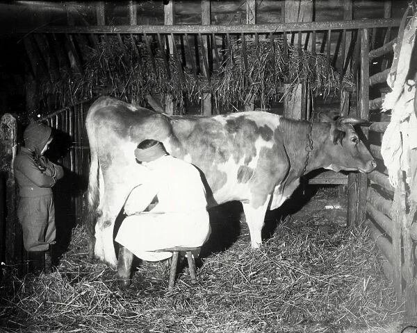 Milking cow, December 1941