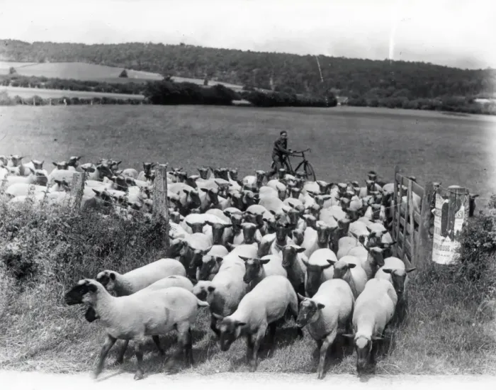 Framed Print : Moving the sheep - July 1945 Framed Print : Moving the sheep - July 1945