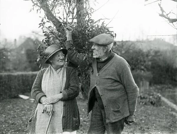 Old lady and man collecting mistletoe pictures at Camelsdale, December 1936