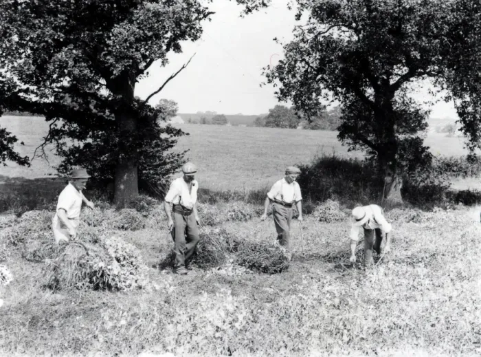 Framed Print : Pea Cutting at Balls Cross - August 1938 Framed Print : Pea Cutting at Balls Cross - August 1938