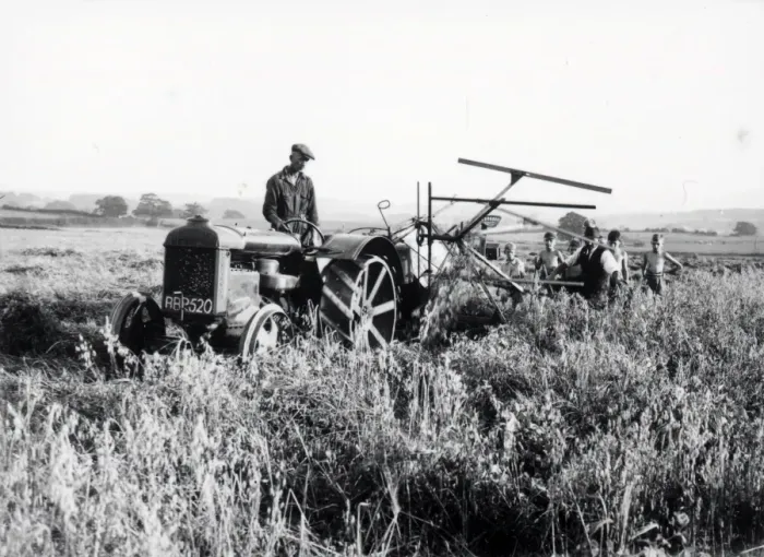 Framed Print : Pea Cutting at South Grove - September 1939