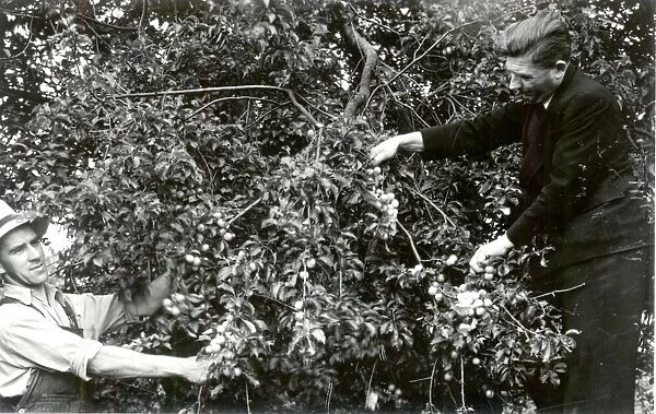 Picking Plums - July 1940