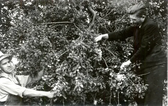 Framed Print : Picking Plums - July 1940 Framed Print : Picking Plums - July 1940