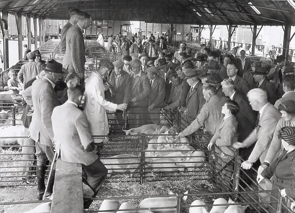 Pigs at Chichester market, 1960s