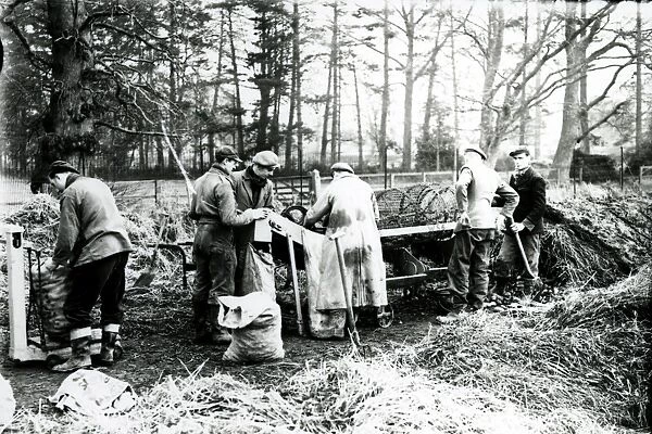Potato Grading at Burton Park - January 1949