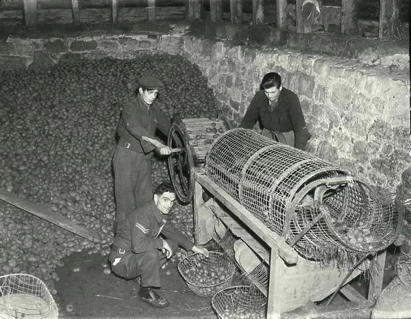 Potato Grading Machine - March 1946