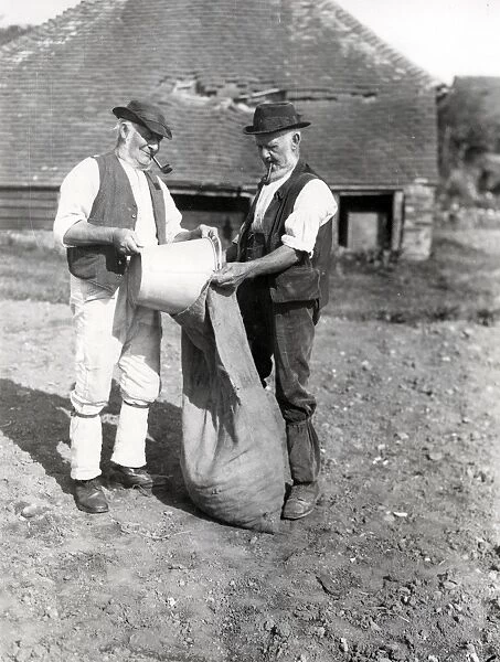 Potatoes being bagged on a farm