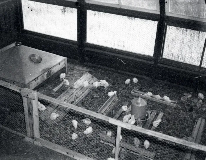 Framed Print : Poultry at Harlands Farm - about 1941 Framed Print : Poultry at Harlands Farm - about 1941