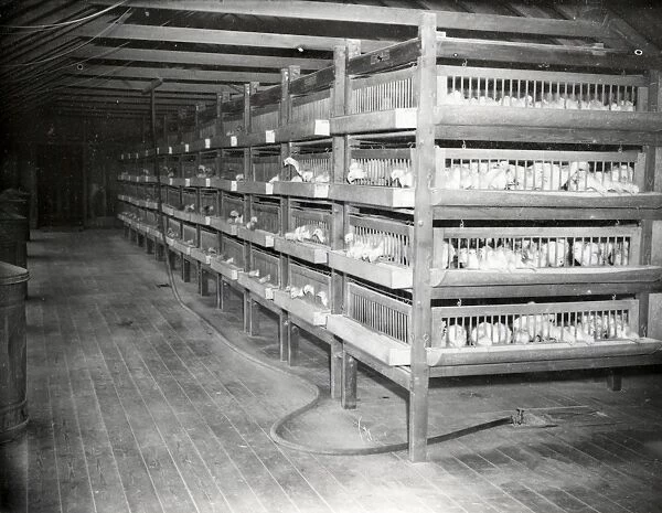 Poultry for Sussex Show - 1938