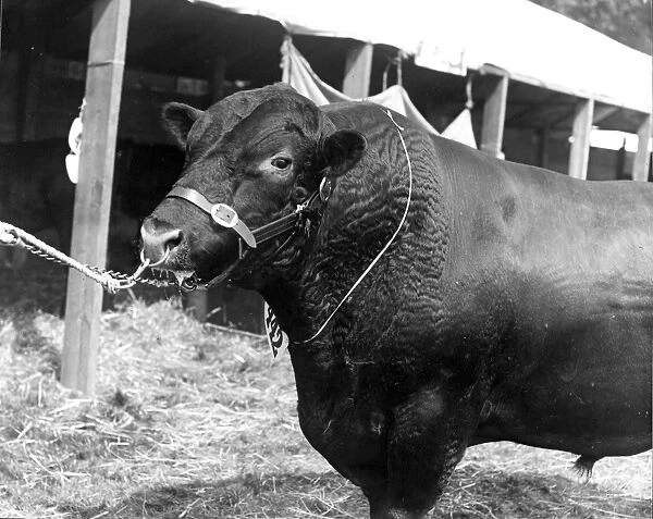 Prize winning bull in Sussex