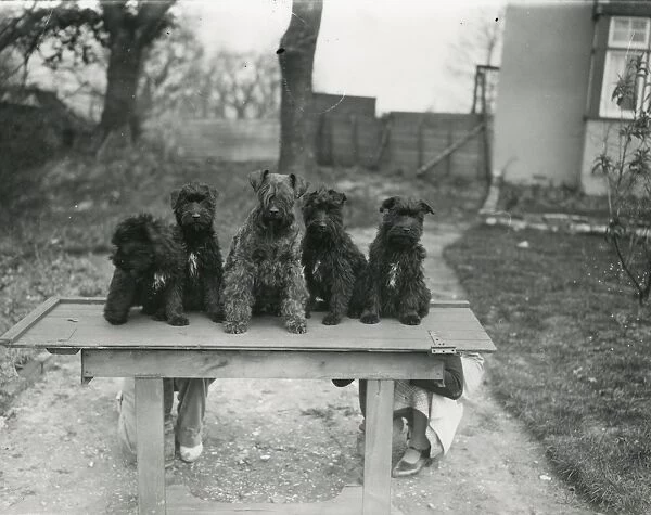 Five puppies on a table, March 1938
