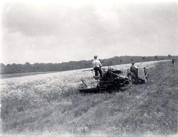 Pyrethrum cutting at Fittleworth, with a Fordson tractor. June 1937