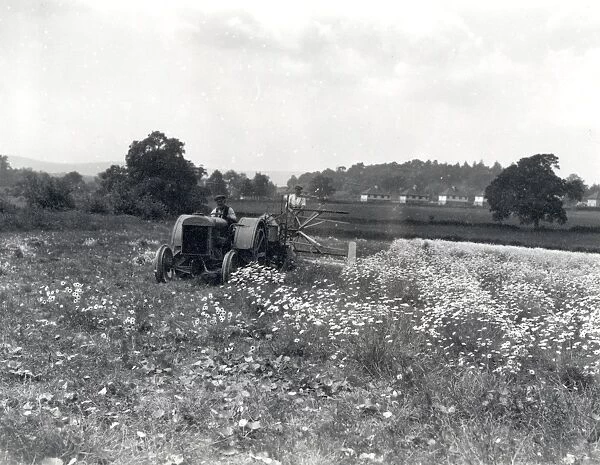Pyrethrum harvesting at Fittleworth, June 1937