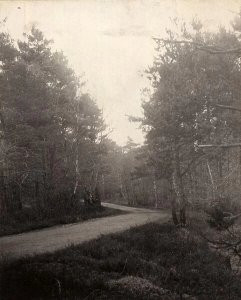 Road near Selham, 1907
