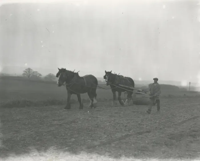 Framed Print : Rolling Spring corn at Soanes Farm Petworth, April 1934 Framed Print : Rolling Spring corn at Soanes Farm Petworth, April 1934