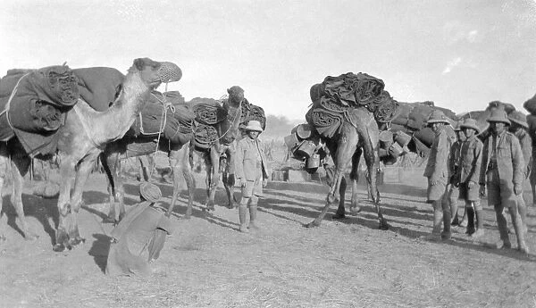 RSR 2  /  6th Battalion, Camel Transport
