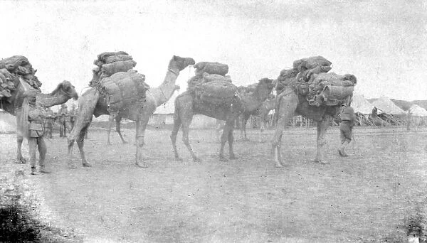 RSR 2 / 6th Battalion, Some of our Second Line Transports , Burhan 1917